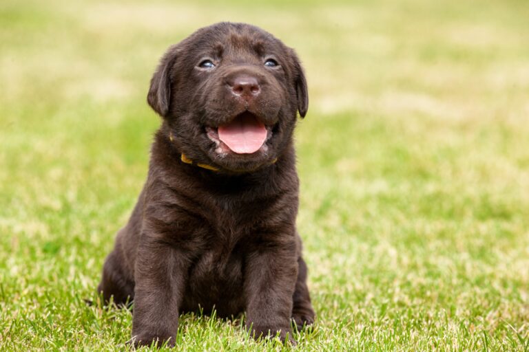 labrador puppy